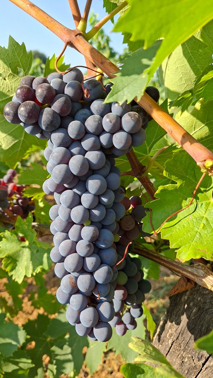 le uve dei nostri vigneti